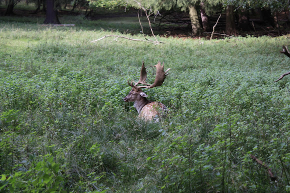 Spotting Image 1