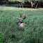 Fallow Deer