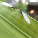 Termites (swarming)