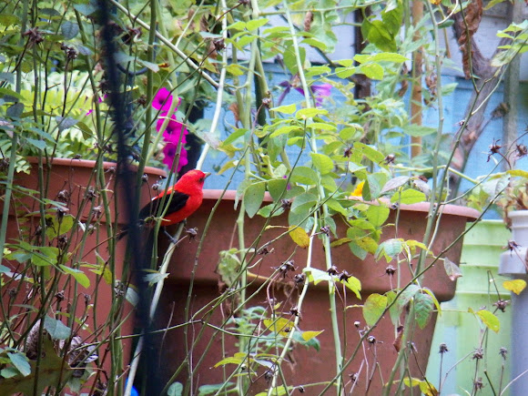 Spotting Image 1