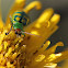 Banded Cucumber Beetle