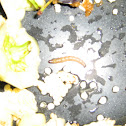Ostrinia nubilalis