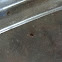 Tick