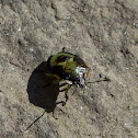 Green Stink Bug