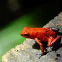 Strawberry poison-dart frog