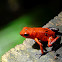 Strawberry poison-dart frog