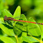 Large Red Damselfly / Frühe Adonisjungfer