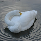 Whooper Swan