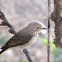 Spotted Flycatcher