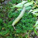 Pacific Banana Slug