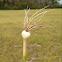 Wild onion