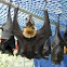 Specacled Flying Fox