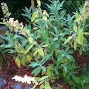 Common garden sage