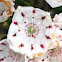 Mountain laurel