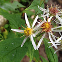 Sharp-leaved aster
