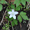 Wood Anemone
