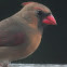 northern cardinal (female)