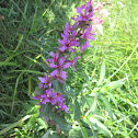Purple Loosestrife