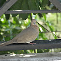 Laughing Dove