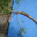Australian carrot