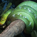 Green Tree Python 