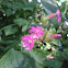 Dagkoekoeksbloem (Silene dioica)