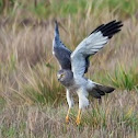 Northern Harrier