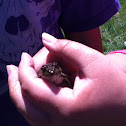 Leopard frog