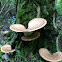 Dryad's saddle