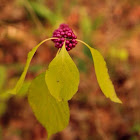 American Beautyberry; French Mulberry