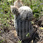 Lace cactus