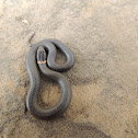 Prairie ring neck snake