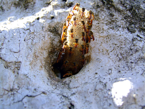 Spotting Image 1