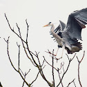 Grey Heron