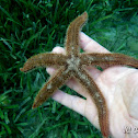 Two-Spined Sea Star