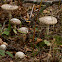 Amanita pantherina