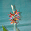 Nun's Orchid