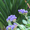 Limonium