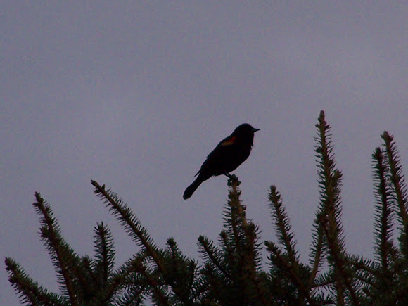 Spotting Image 1