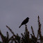 Red-winged Blackbird