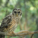 Barred Owl