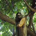 sagüi-de-tufos-brancos (marmoset-of-white-tufted)