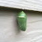 Monarch Butterfly chrysalis