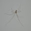 Araña de bodega (spanish), Cellar Spider (english)
