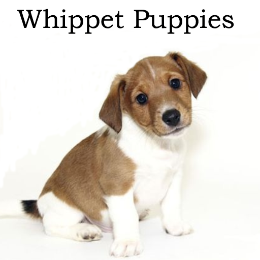 Whippet Puppies LOGO-APP點子