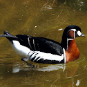 Red-breasted goose