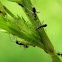 ants