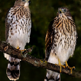 Sibling Cooper's Hawks by Shelley O'Connell - Wildlife Birds