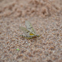 Mayfly