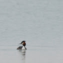 Great Crested Grebe